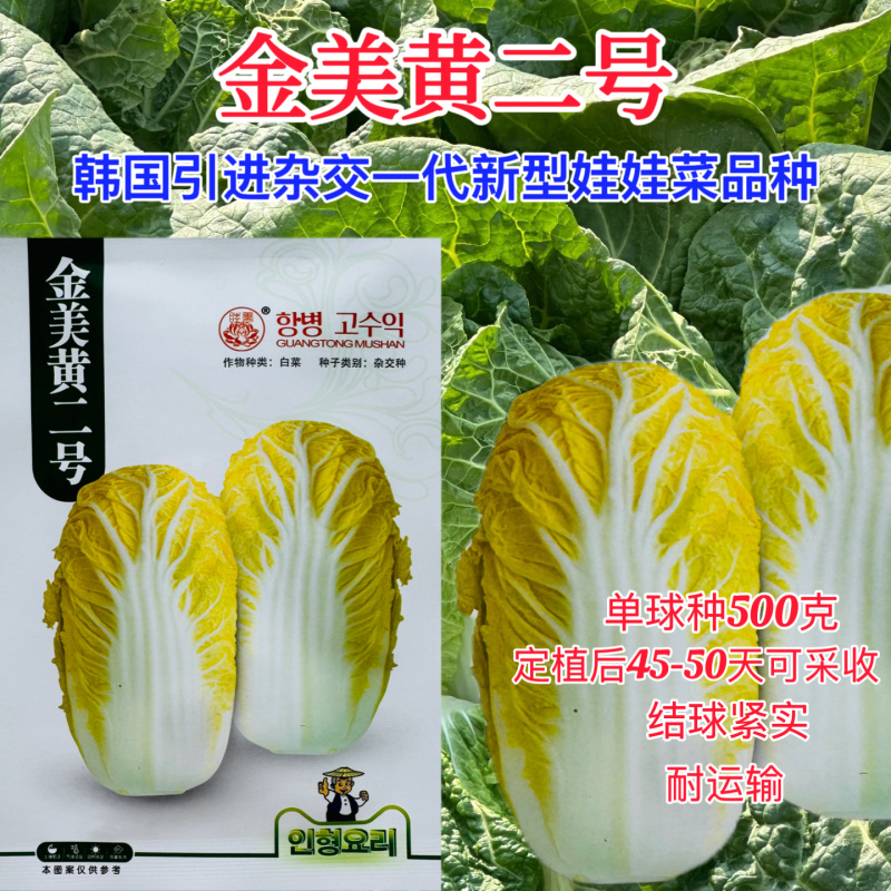 金美黄二号娃娃菜种子抗病早熟韩国引进新型娃娃菜种籽春秋季