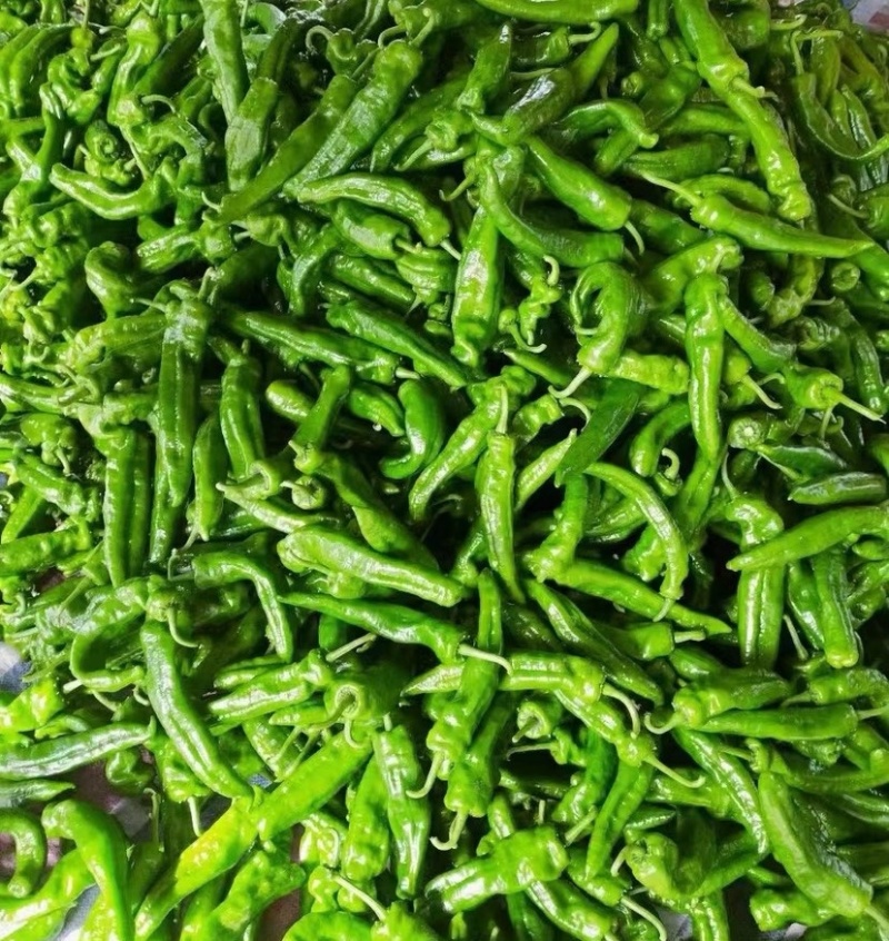 【荐】301辣椒/江苏鲜辣椒《基地直供量大从优》全国发货