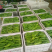 【荐】301辣椒/江苏鲜辣椒《基地直供量大从优》全国发货