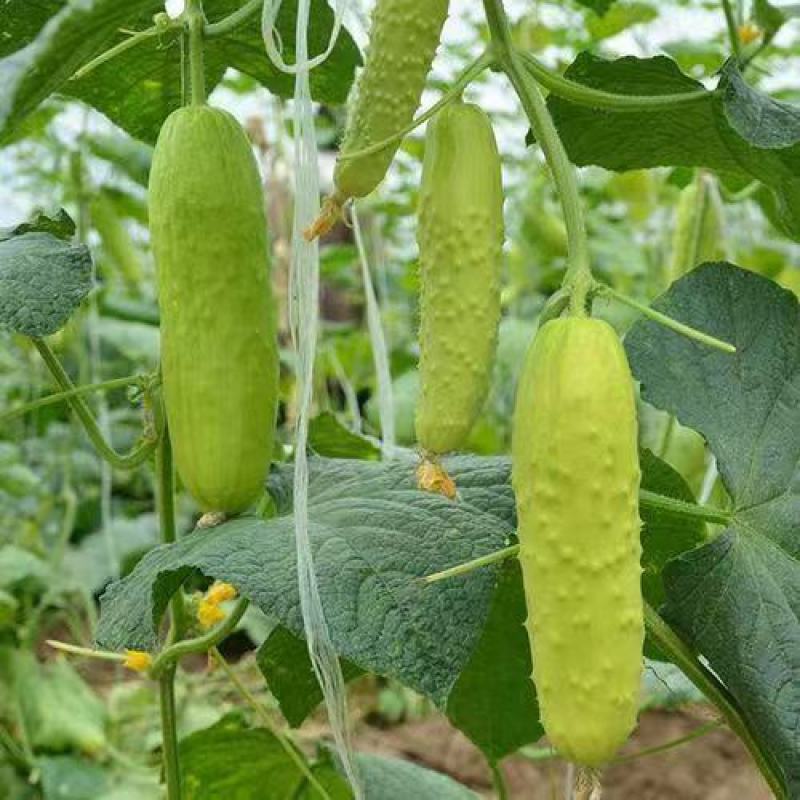 奶油白黄瓜种子强雌型水果黄瓜种子节间短瓜码密清香甜脆耐热