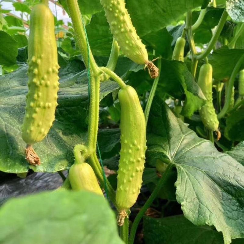 奶油白黄瓜种子强雌型水果黄瓜种子节间短瓜码密清香甜脆耐热