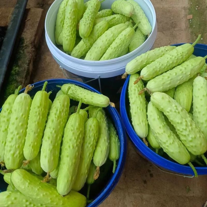 奶油白黄瓜种子强雌型水果黄瓜种子节间短瓜码密清香甜脆耐热