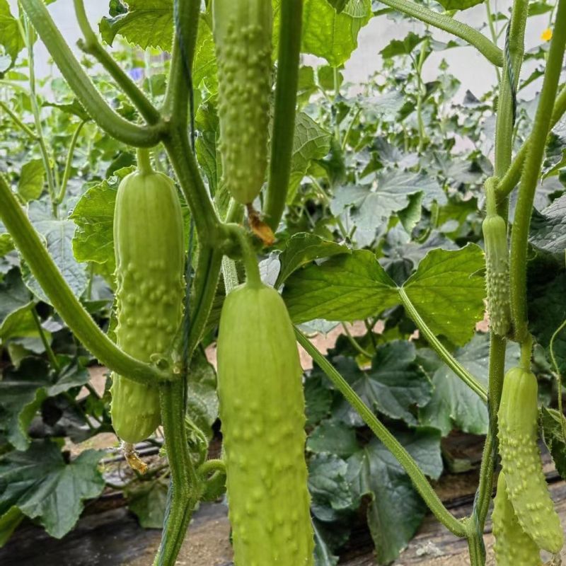 奶油白黄瓜种子强雌型水果黄瓜种子节间短瓜码密清香甜脆耐热