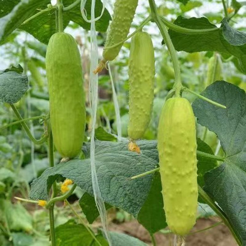 奶油白黄瓜种子强雌型水果黄瓜种子节间短瓜码密清香甜脆耐热