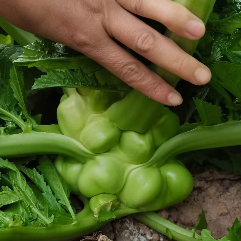小叶绿宝榨菜种子清香脆嫩高产耐寒抗病商品性佳农家秋季播种