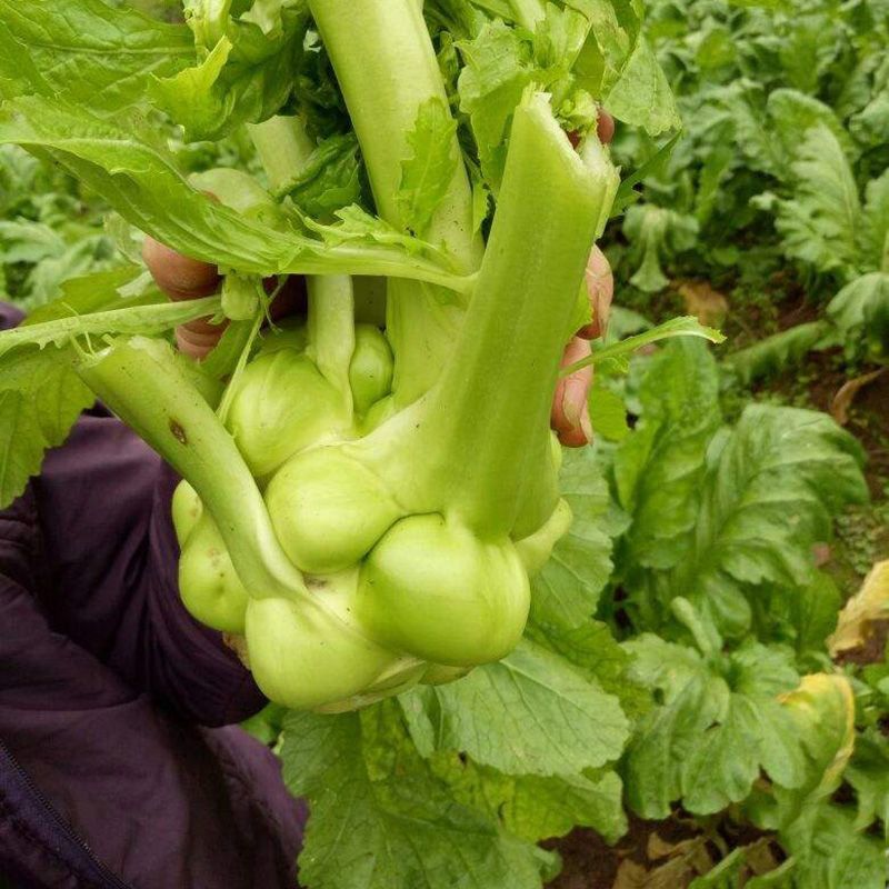 小叶绿宝榨菜种子清香脆嫩高产耐寒抗病商品性佳农家秋季播种