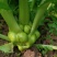 小叶绿宝榨菜种子清香脆嫩高产耐寒抗病商品性佳农家秋季播种
