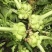多福榨菜种子早中熟叶色深绿色菜头呈瘤状鲜食加工皆宜