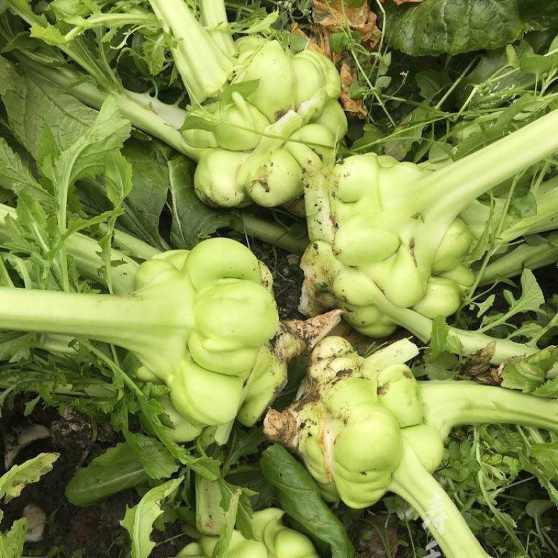 多福榨菜种子早中熟叶色深绿色菜头呈瘤状鲜食加工皆宜