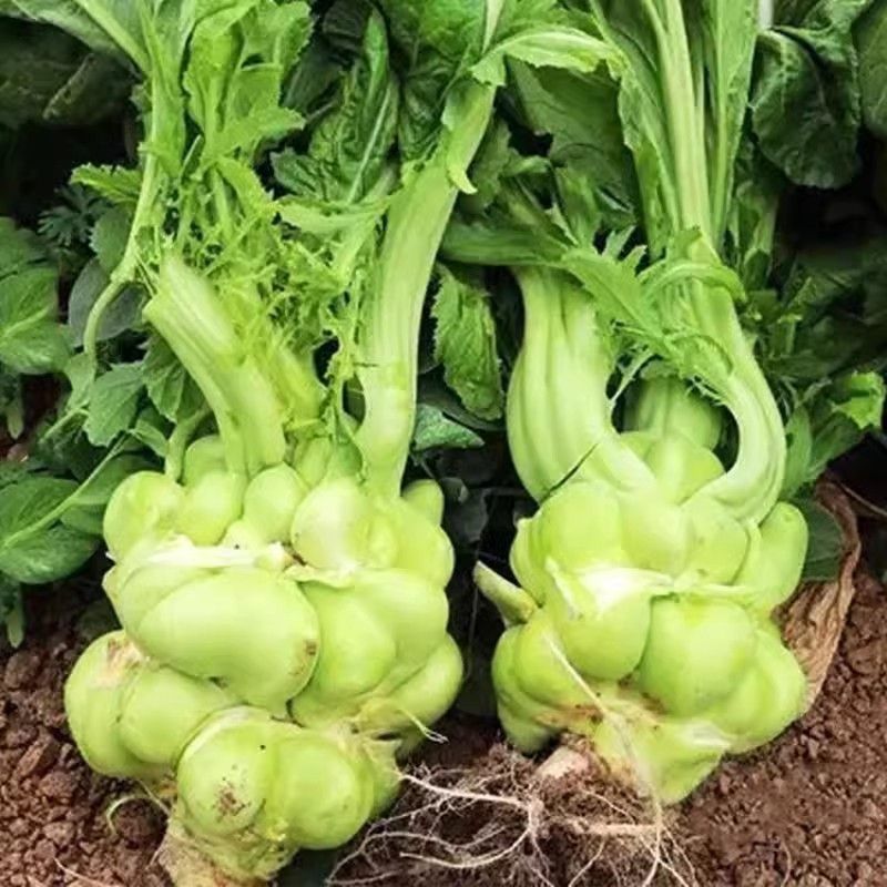 多福榨菜种子早中熟叶色深绿色菜头呈瘤状鲜食加工皆宜