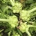 多福榨菜种子早中熟叶色深绿色菜头呈瘤状鲜食加工皆宜