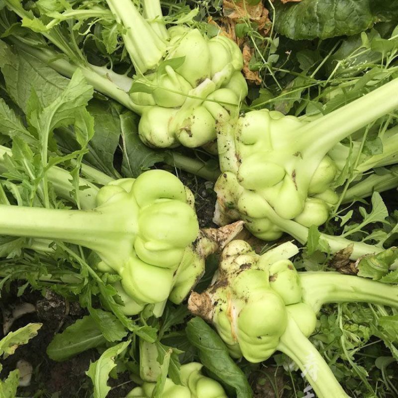 多福榨菜种子早中熟叶色深绿色菜头呈瘤状鲜食加工皆宜