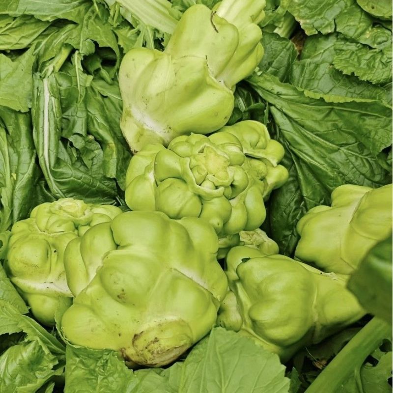 多福榨菜种子早中熟叶色深绿色菜头呈瘤状鲜食加工皆宜
