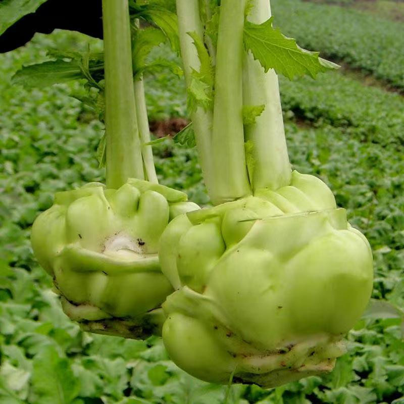 多福榨菜种子早中熟叶色深绿色菜头呈瘤状鲜食加工皆宜