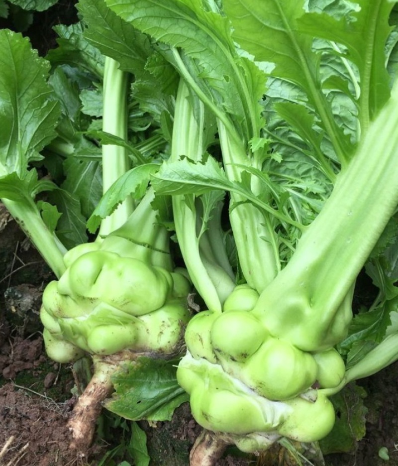 多福榨菜种子早中熟叶色深绿色菜头呈瘤状鲜食加工皆宜