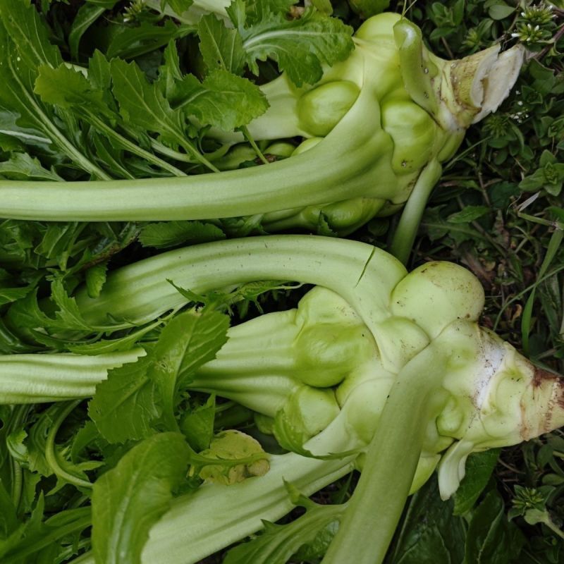 多福榨菜种子早中熟叶色深绿色菜头呈瘤状鲜食加工皆宜
