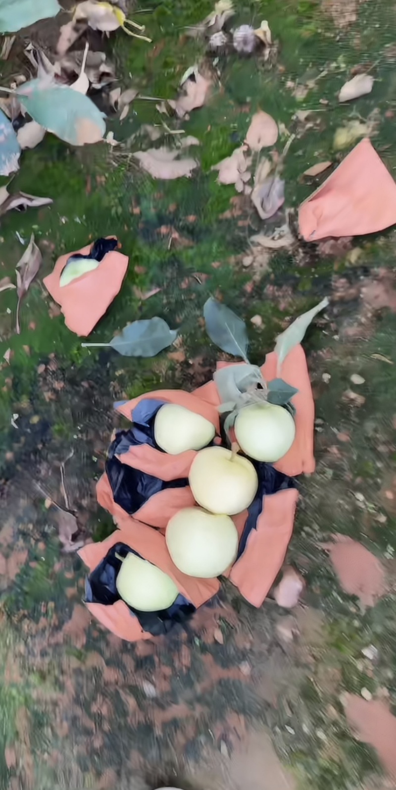 绥中产地华硕苹果大量上市欢迎全国各地老板