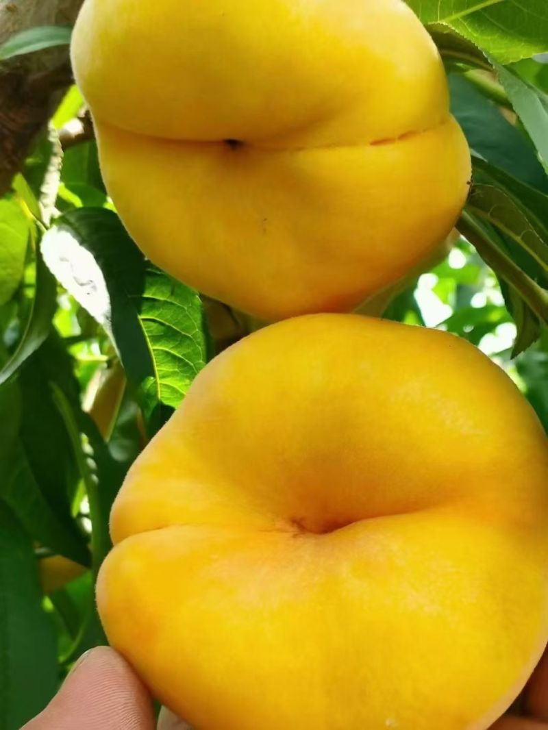 蟠桃