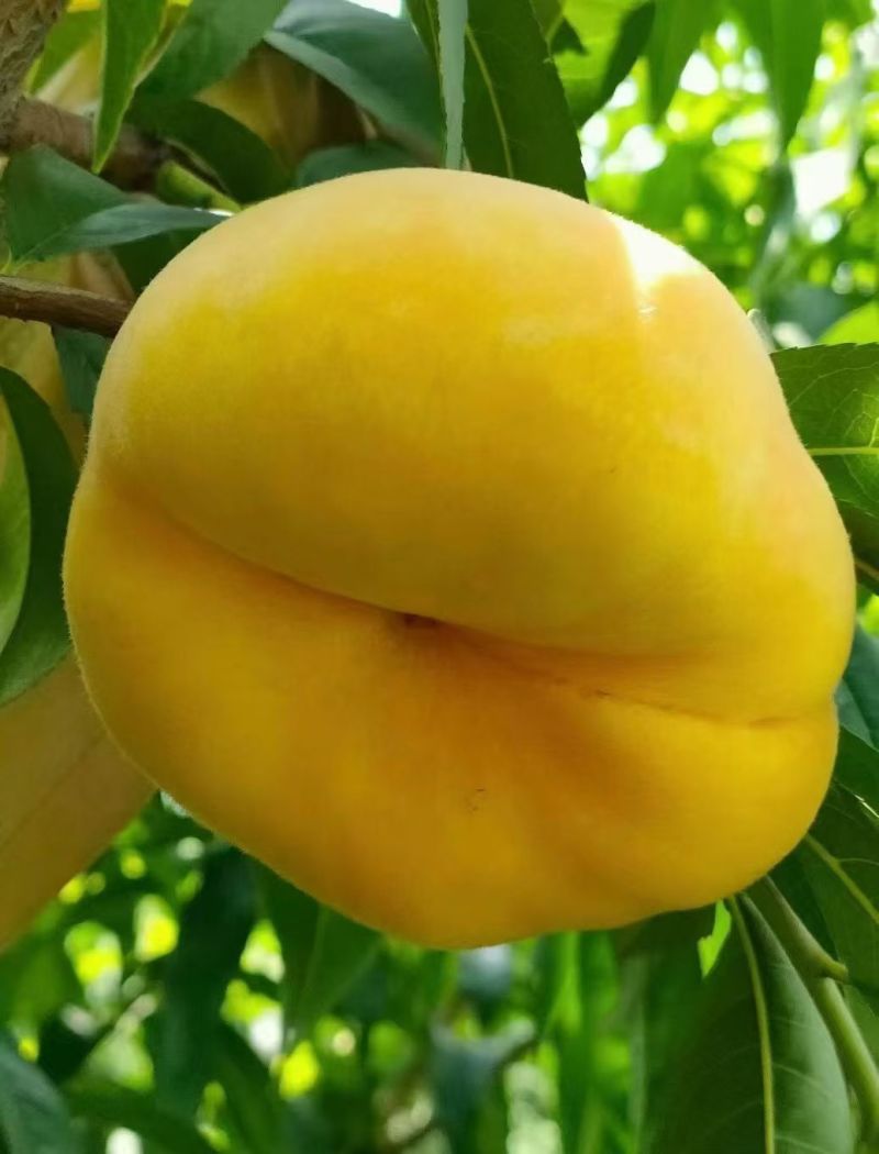 蟠桃