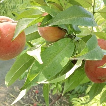 山东桃子脆甜