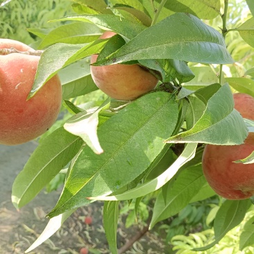 山东桃子脆甜
