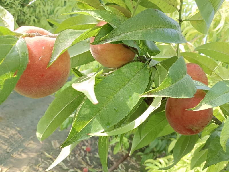 山东桃子脆甜