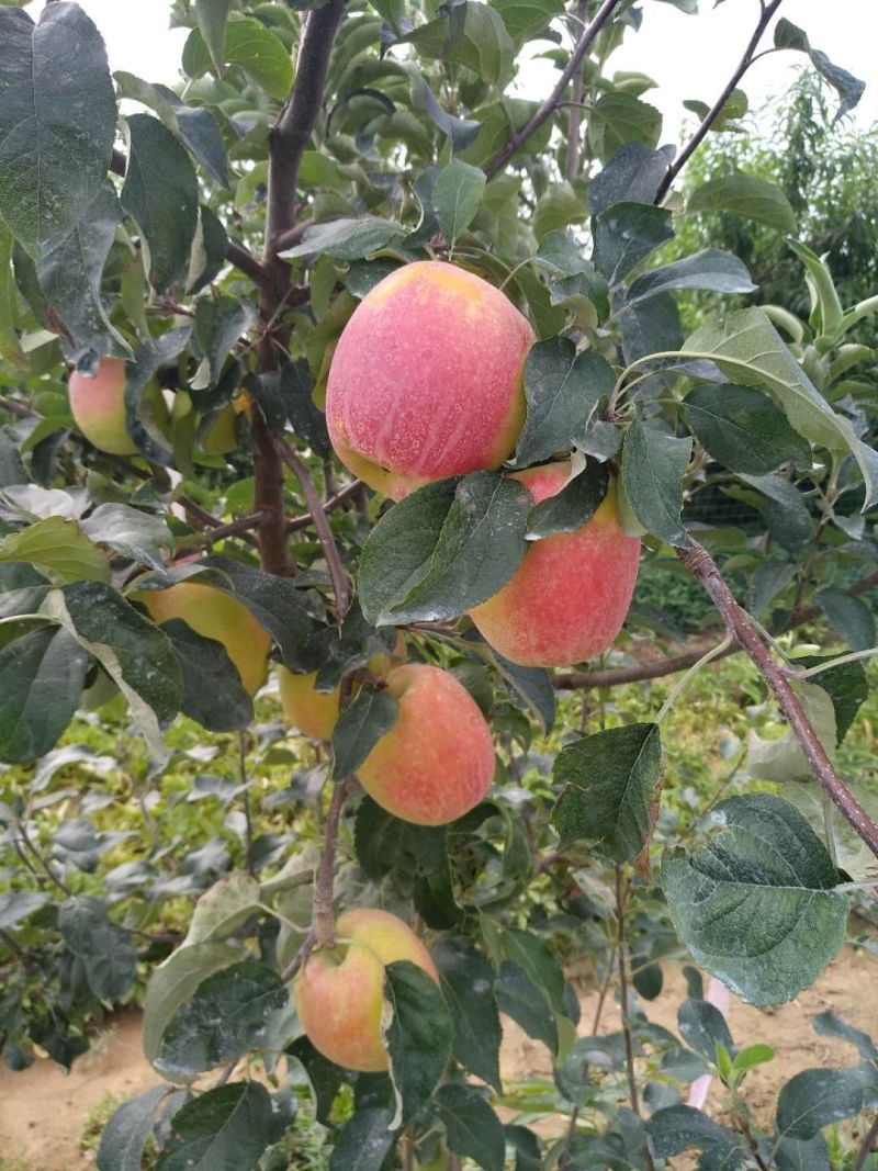 华硕苹果价格美丽，日采摘300框左右