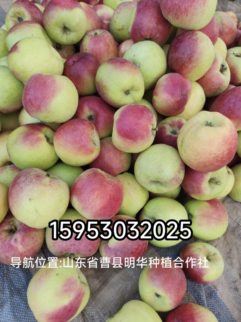 华硕苹果价格美丽，日采摘300框左右