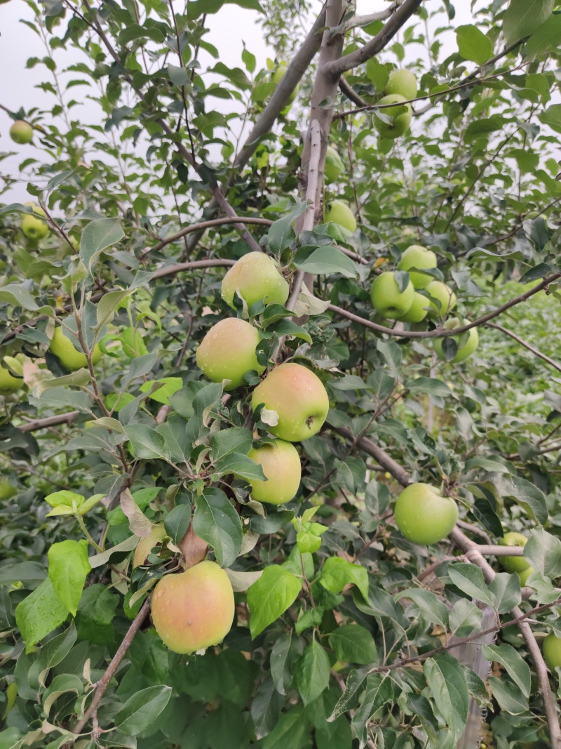 华硕苹果价格美丽，日采摘300框左右