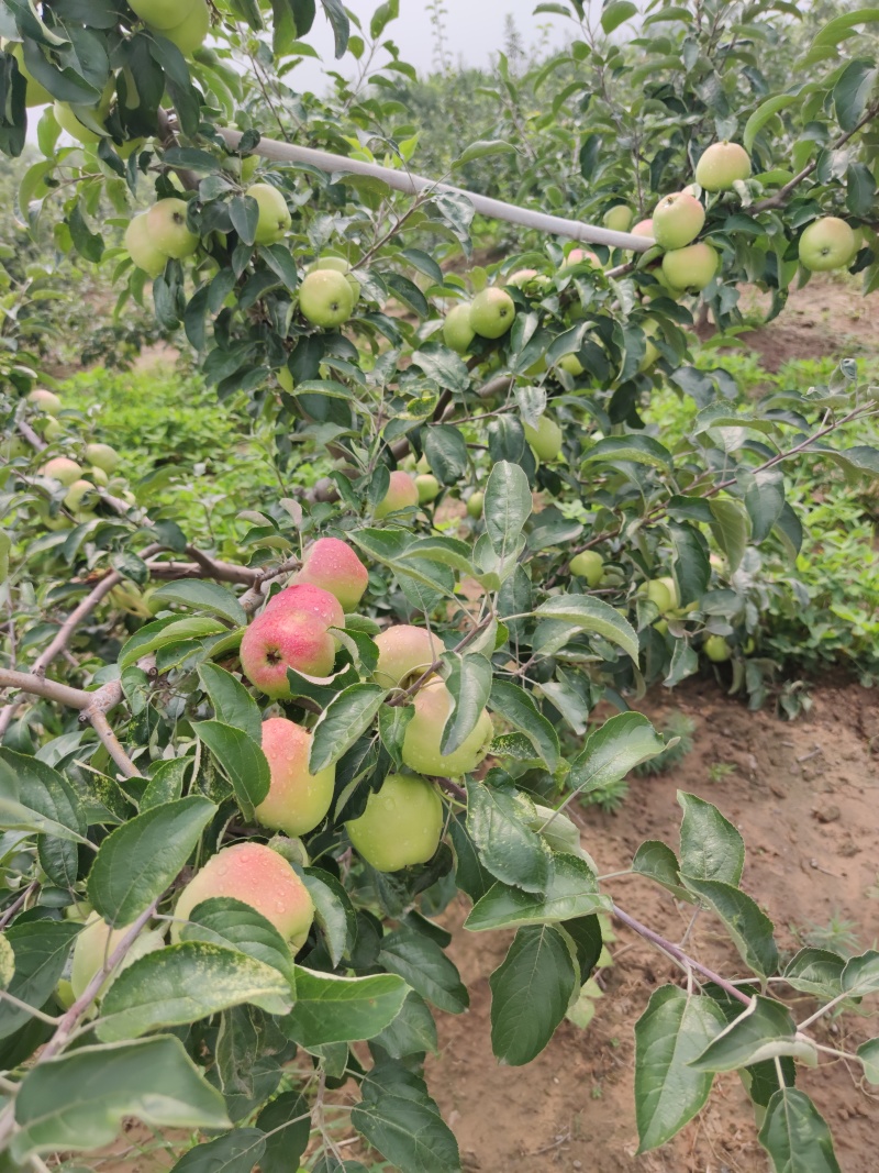 华硕苹果价格美丽，日采摘300框左右