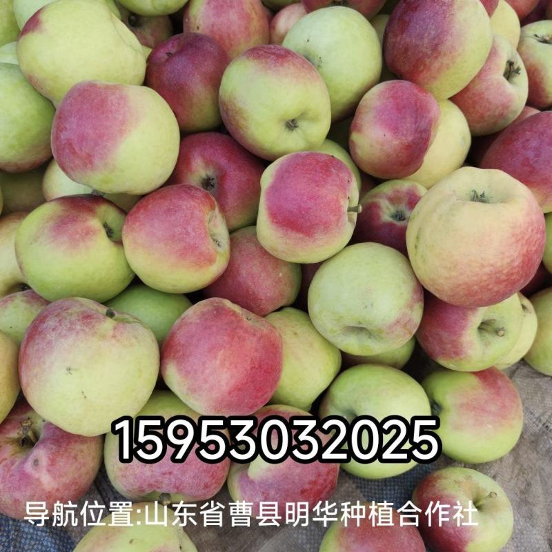 华硕苹果价格美丽，日采摘300框左右