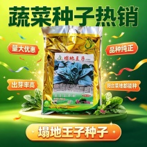 塌地王子菠菜种子5斤塌地趴地菠菜种籽耐寒高产叶色深绿肥厚