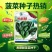 黑麒麟菠菜种子2斤原装春秋墨绿菠菜种籽适合捆扎肥厚大圆叶