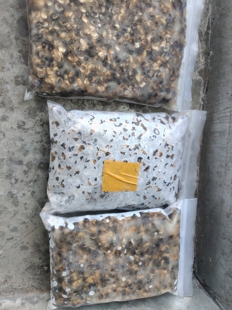 各种田螺肉大中小