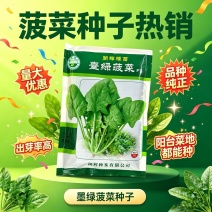 台绿菠菜种子圆粒种叶片大又厚耐热耐寒抗病高产生长速度快