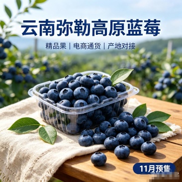 云南弥勒蓝莓产地代办11月鲜果预售（行情波动大，价格面议