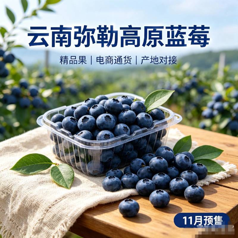 云南弥勒蓝莓产地代办11月鲜果预售（行情波动大，价格面议