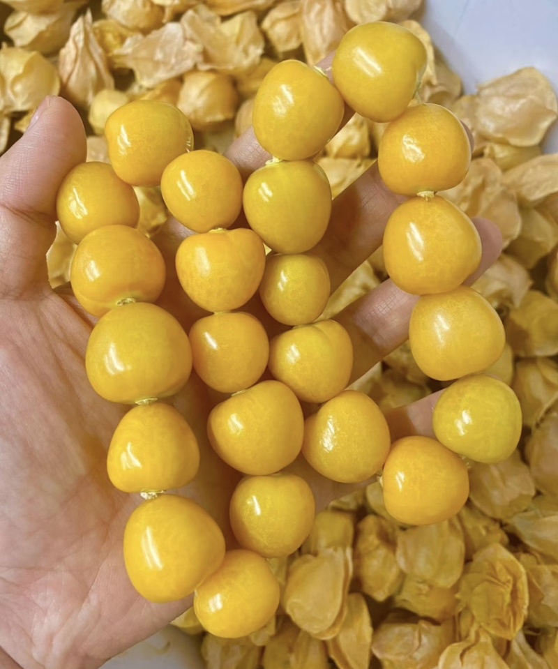 姑娘果精品灯笼果黄菇娘特产甜姑娘果可对接电商市场商超