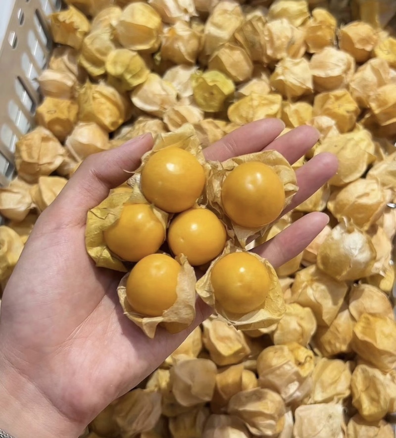 姑娘果精品灯笼果黄菇娘特产甜姑娘果可对接电商市场商超