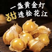 姑娘果精品灯笼果黄菇娘特产甜姑娘果可对接电商市场商超
