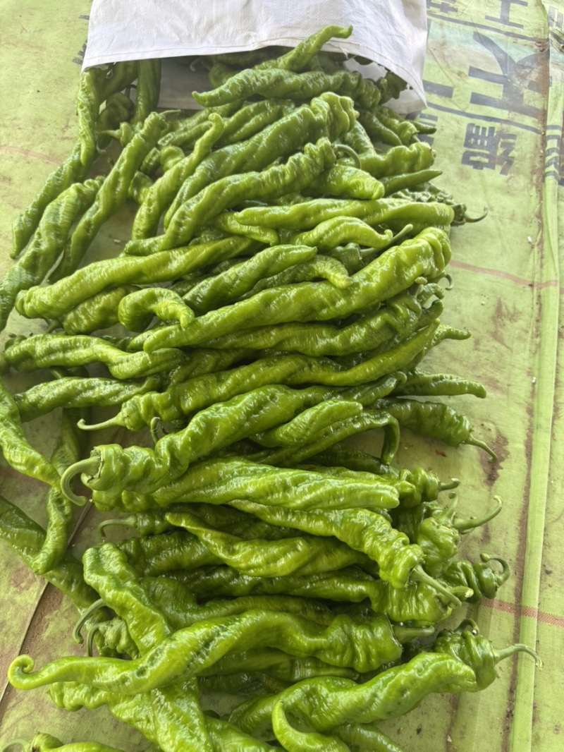 螺丝椒