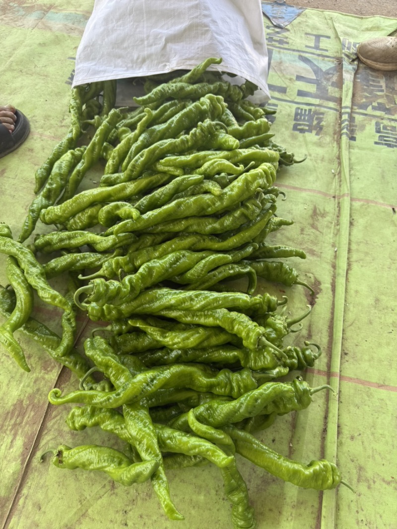 螺丝椒