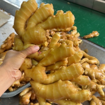 山东大肉姜，产地一手货源，代发全国，怀烂包赔。