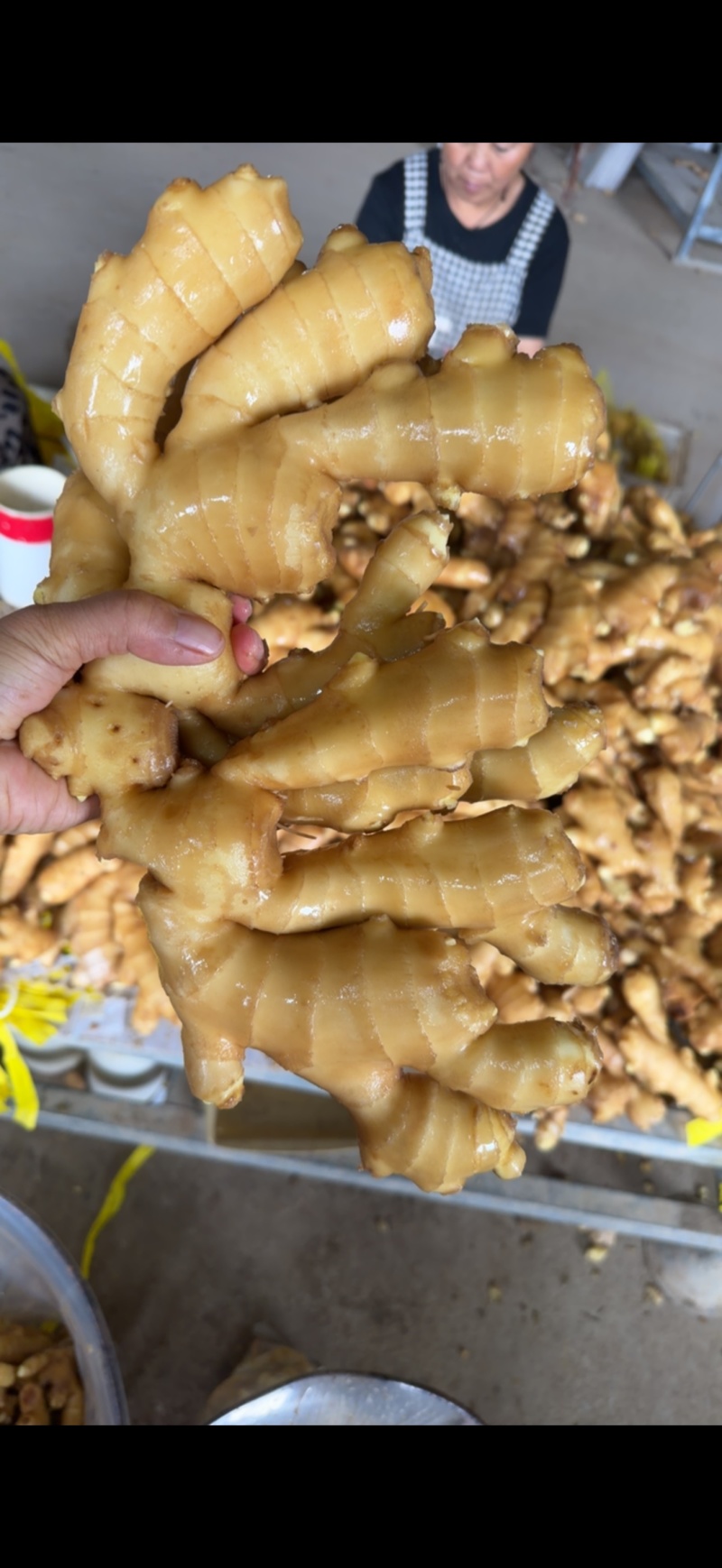 山东大肉姜，产地一手货源，代发全国，怀烂包赔。