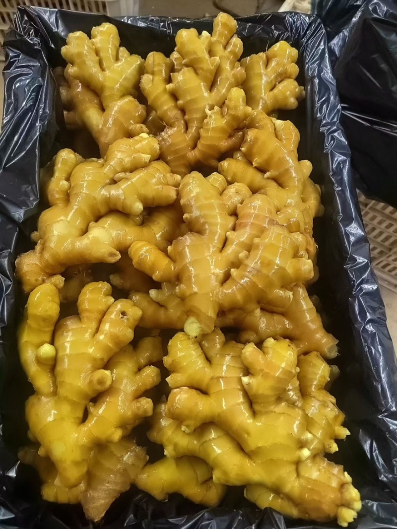 山东大肉姜，产地一手货源，代发全国，怀烂包赔。