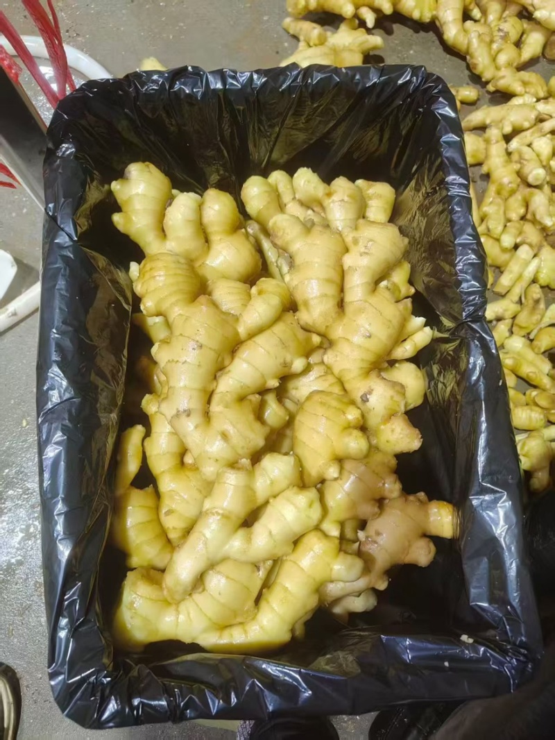 山东大肉姜，产地一手货源，代发全国，怀烂包赔。
