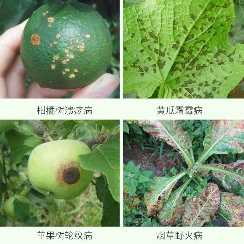 普展80%波尔多液苹果树黄瓜溃疡病霜霉病轮纹病野火病正