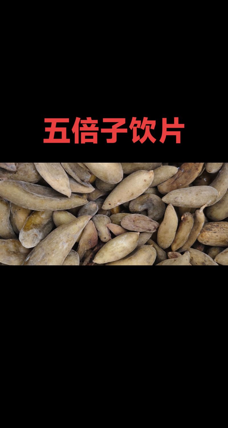五倍子