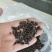 宁夏海原旱地甜苦荞麦合作社一手产品无硫