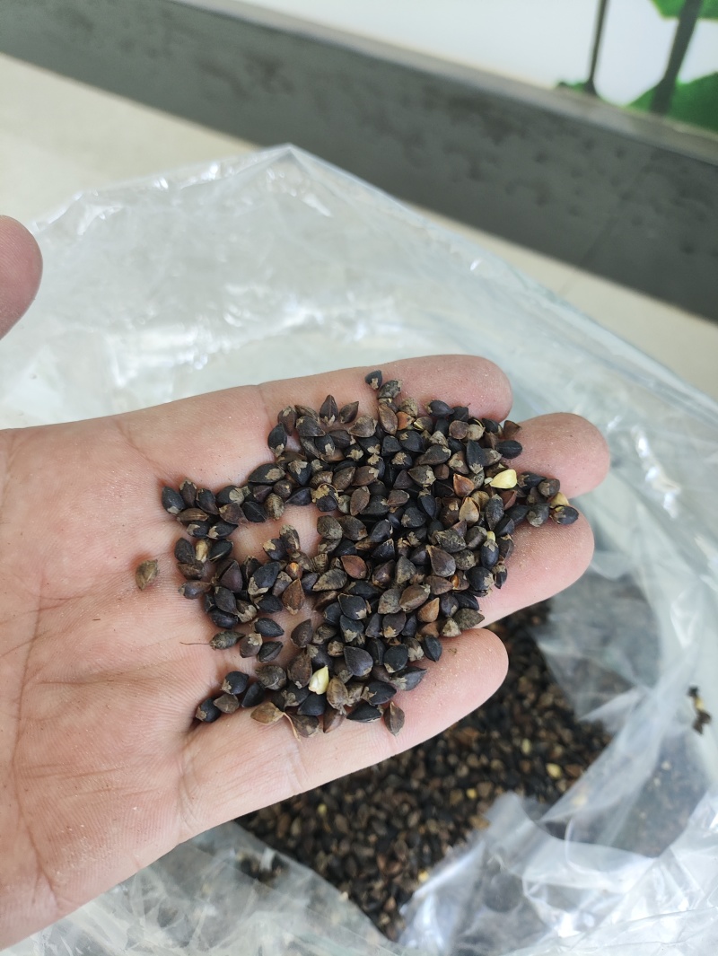 宁夏海原旱地甜苦荞麦合作社一手产品无硫